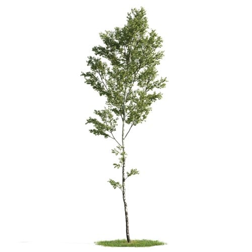 Tree 5 AM176 Archmodels