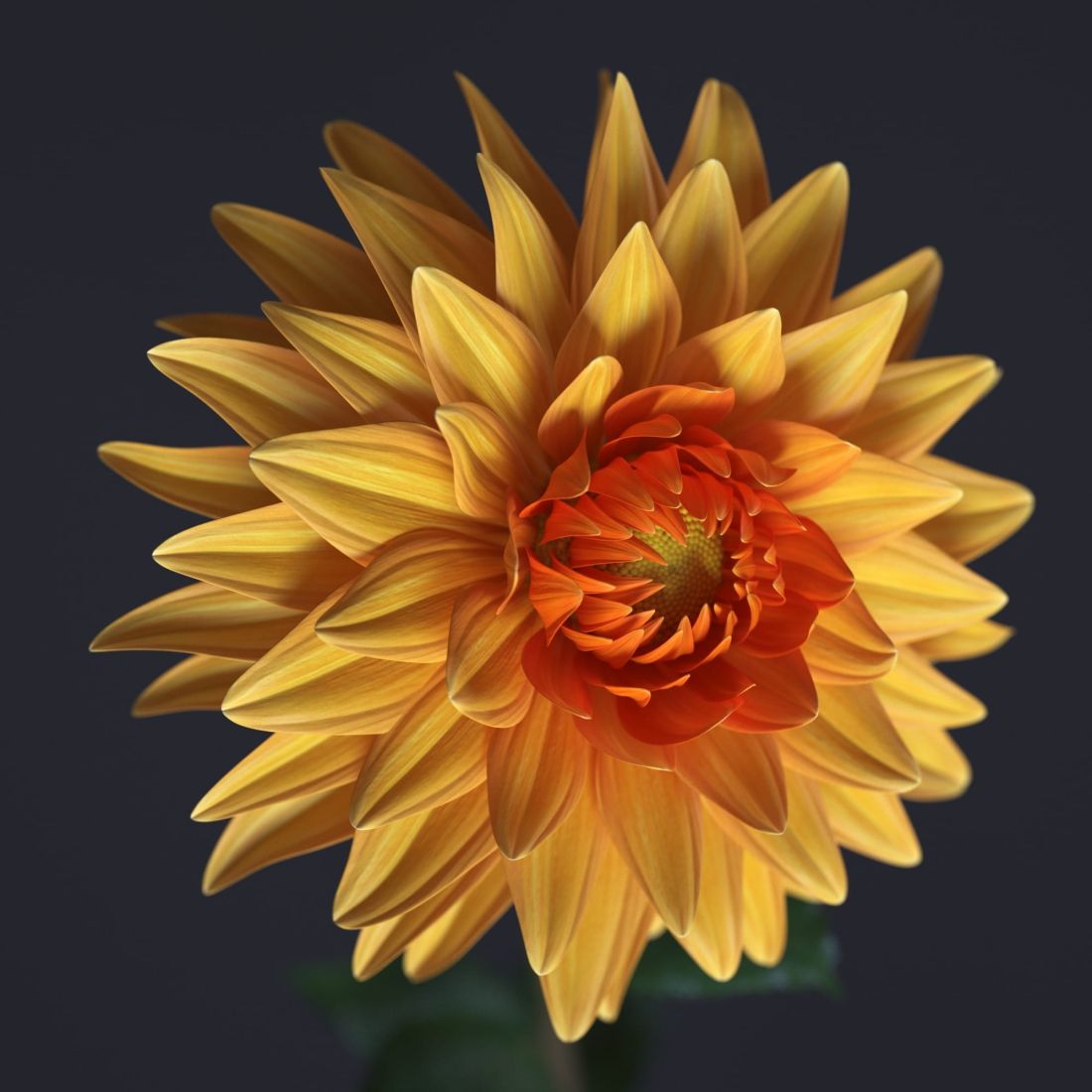 dalia3_02