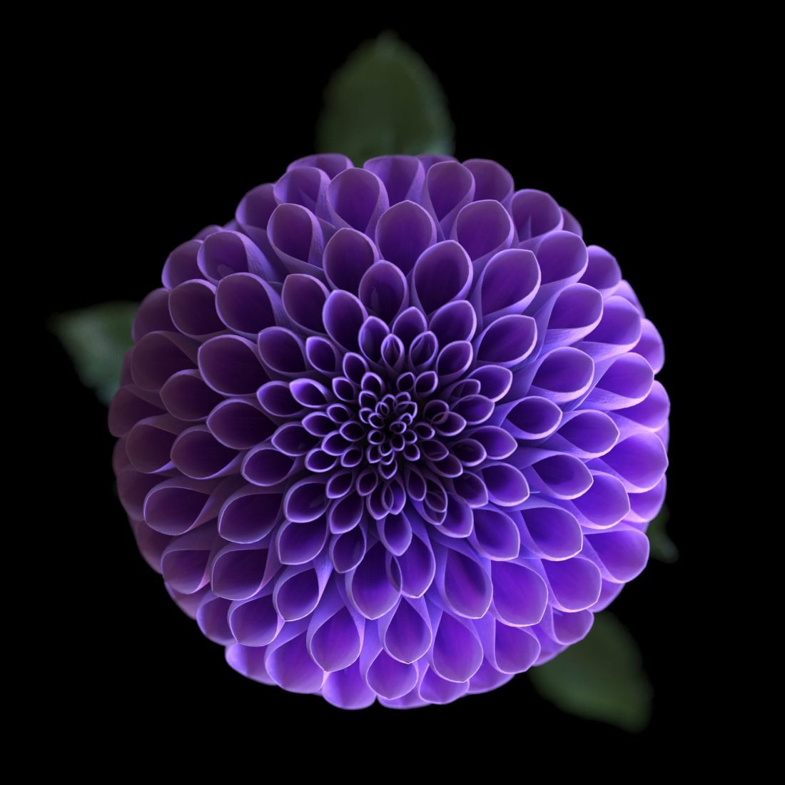 dalia_1_02