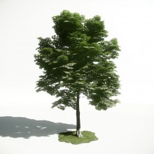 Tree 14 AM1 for CryEngine Archmodels