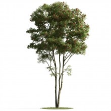 tree 1 AM163 Archmodels