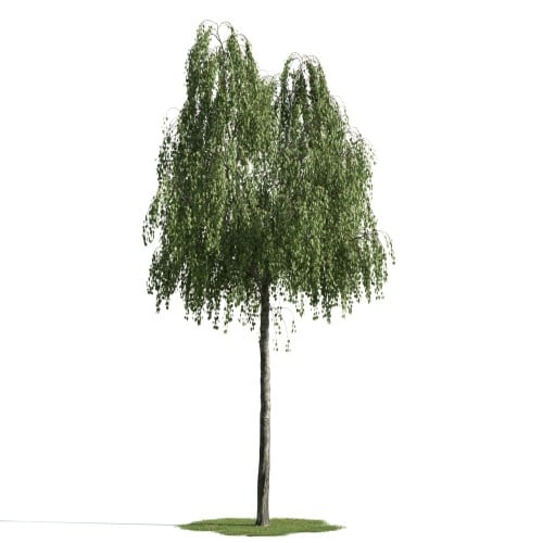 tree 17 AM163 Archmodels
