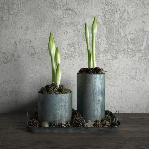 plant 42 AM173 Archmodels