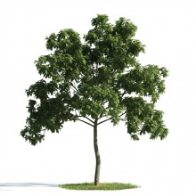 Tree 52 AM176 Archmodels