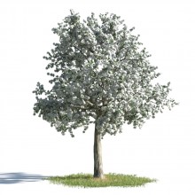 tree 38 AMC1
