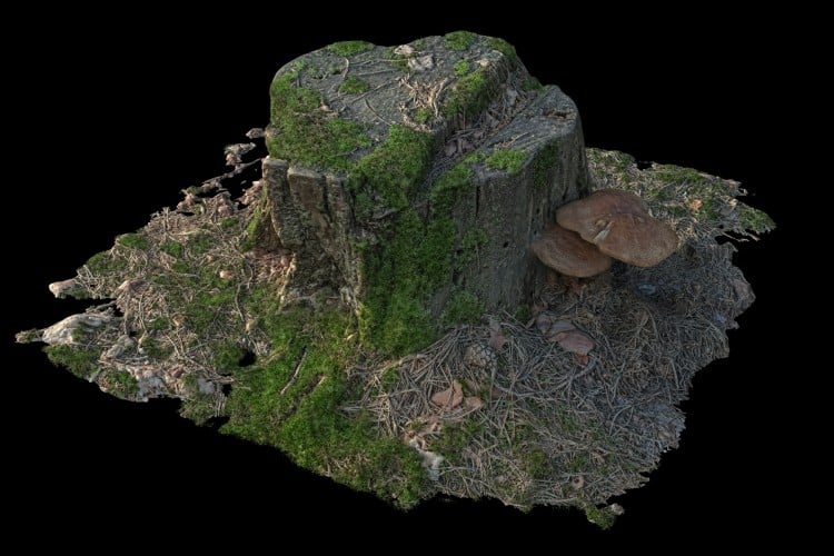 37 forest element