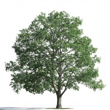 tree 31 AMC1