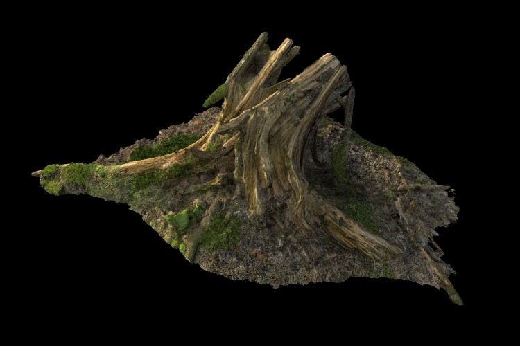 16 forest element