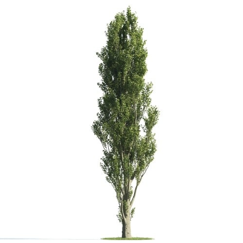 Tree 25 AM176 Archmodels