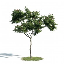Tree 6 AM171 Archmodels