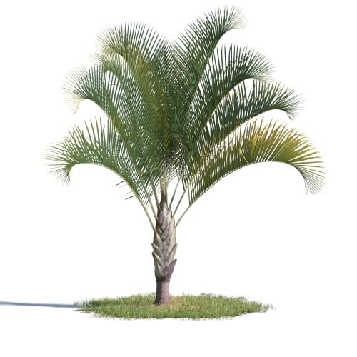 tree 67 AMC1