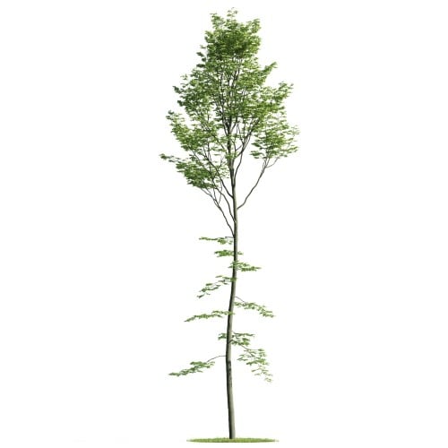 Tree 34 AM176 Archmodels