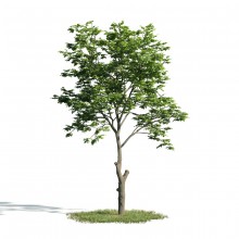 Tree 7 AM171 Archmodels