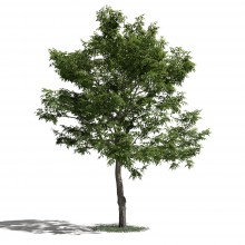 Tree 50 AM1 for Blender Archmodels