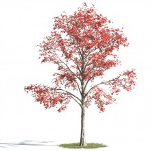 tree 8 AMC1