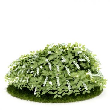 Plant 18 AM52 for Cinema4D Archmodels