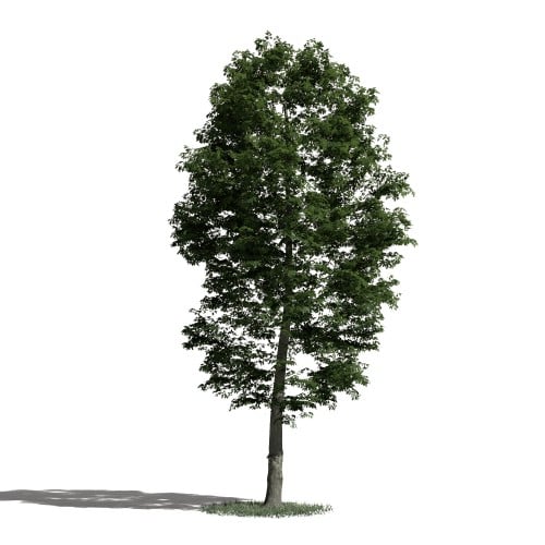 Tree 54 AM1 for Blender Archmodels