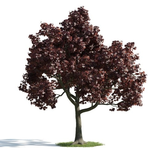 Tree 21 AM176 Archmodels