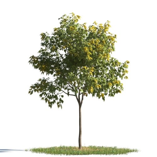 tree 81 AMC1