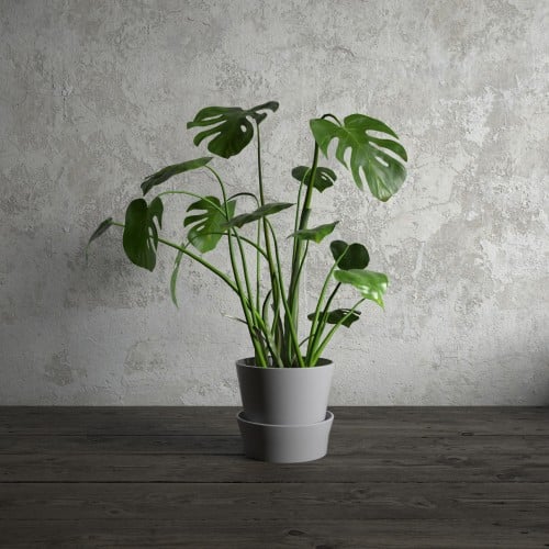plant 23 AM173 Archmodels