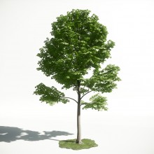 Tree 28 AM1 for CryEngine Archmodels