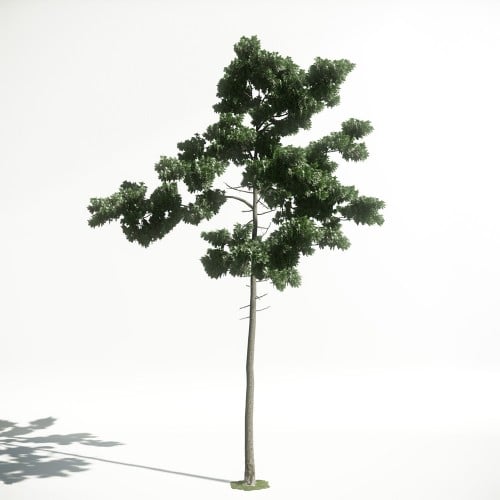 Tree 44 AM1 for CryEngine Archmodels
