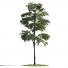 tree 13 AMC1