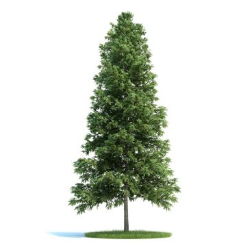 Picea abies Plant 51 AM58 Archmodels