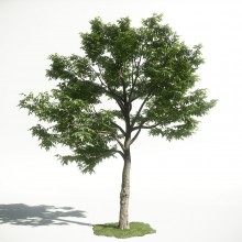 Tree 50 AM1 for CryEngine Archmodels