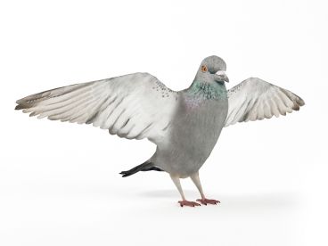 pigeon 9 AM83 Archmodels