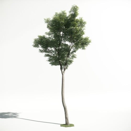 Tree 46 AM1 for CryEngine Archmodels