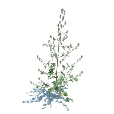 Artemisia Vulgaris 41 AM124 Archmodels