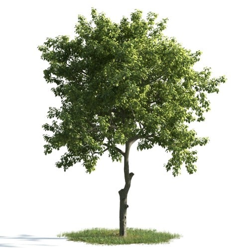 tree 8 AM163 Archmodels