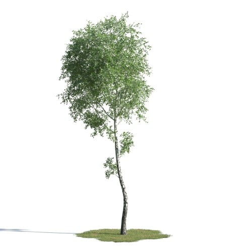 tree 90 AMC1