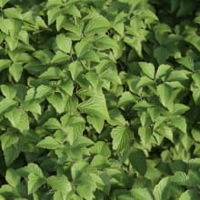 leaf_closeup_2