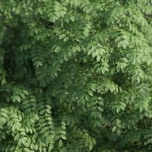 leaf_closeup_3