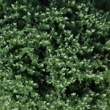 leaf_closeup_5