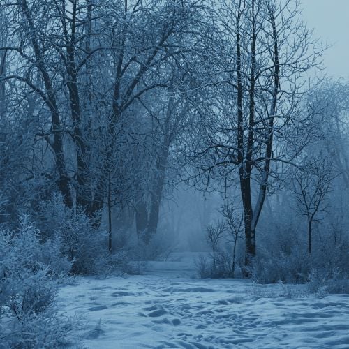 winter_scene_022_1440x1440
