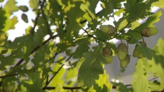 Using GrowFX to create an Oak Tree