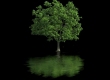Create animated tree in Nuke