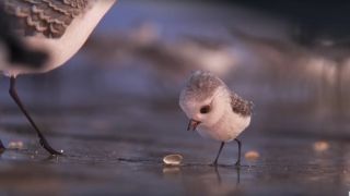 Piper – First Look