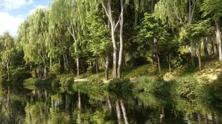 Scattering Trees in Blender - Tip of the Week
