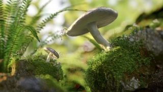 How to create scenes using Megascans 