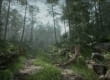 Create a Forest in Unreal Engine 4 in One Hour