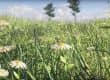 Create Realistic Grass in Blender 2.8 in 15 minutes