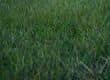 Create grass field in Unreal Engine