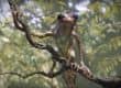 Blender Eevee - Tree Creature Realtime Demo