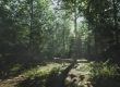 Unreal 4 Lighting Study: Forest Day