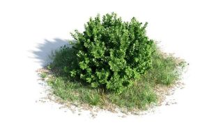 Creating Realistic Vegetation