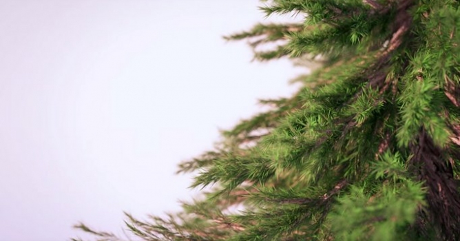 Creating Photorealistic Pine Trees in Blender